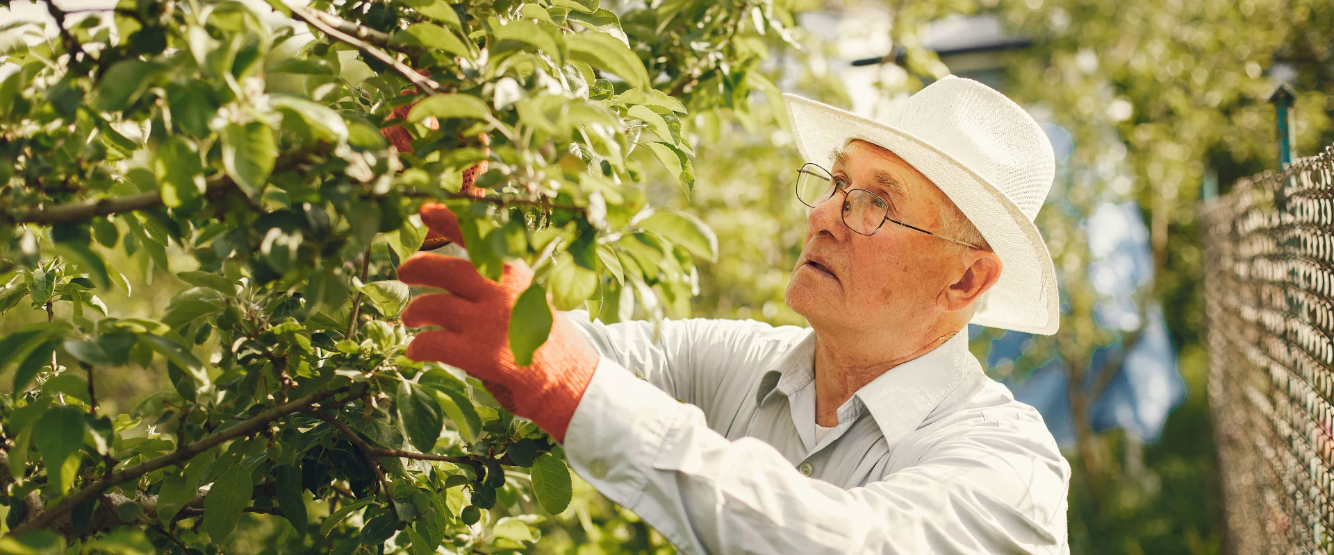 Älterer Mann mit Sonnenhut schneidet im sonnigen Garten einen Obstbaum
