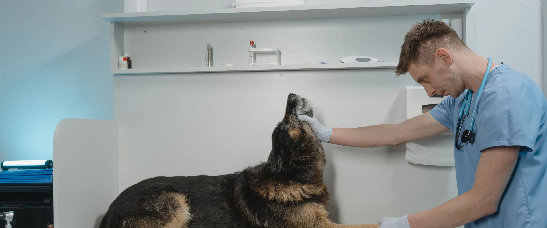 Tierarzt untersucht einen Schäferhund auf dem Behandlungstisch einer hellen Praxis
